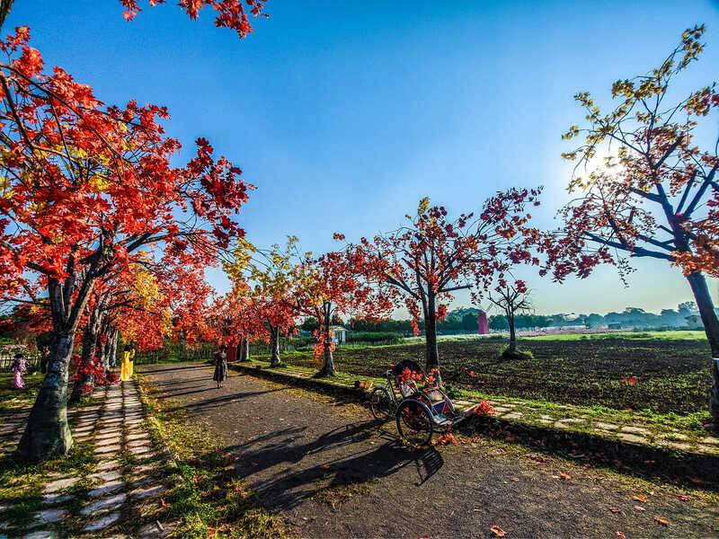 Thảo nguyên hoa Long Biên, không gian rực rỡ ngát hương tại Hà Nội