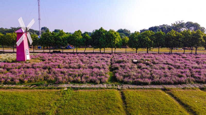 Thảo nguyên hoa Long Biên, không gian rực rỡ ngát hương tại Hà Nội