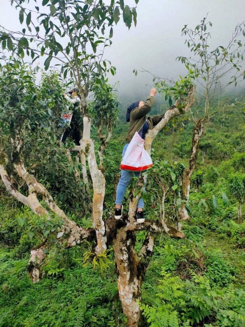 Thưởng Chè Shan Tuyết Hà Giang trong một ngày se lạnh