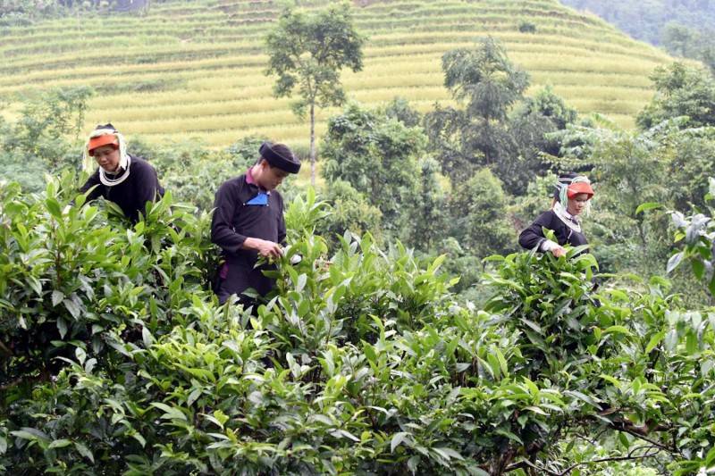 Thưởng Chè Shan Tuyết Hà Giang trong một ngày se lạnh