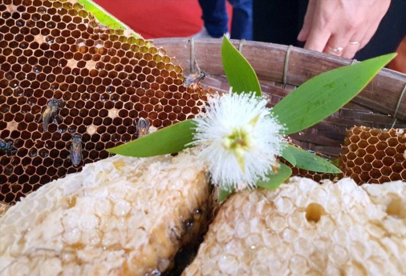 Thưởng thức Mật ong rừng U Minh, vị ngọt của miền cực Nam Tổ quốc