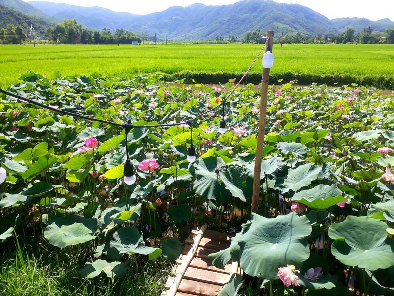 Tiệm Nhà Đô - Quán cà phê giữa cánh đồng lúa bình yên