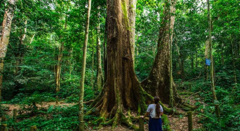 Top 10 trải nghiệm rừng Cúc Phương bạn không thể bỏ lỡ