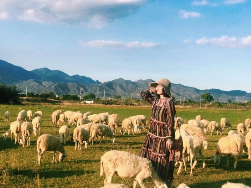 Top 3 Đồng cừu Ninh Thuận với cảnh sắc yên bình bạn không nên bỏ lỡ