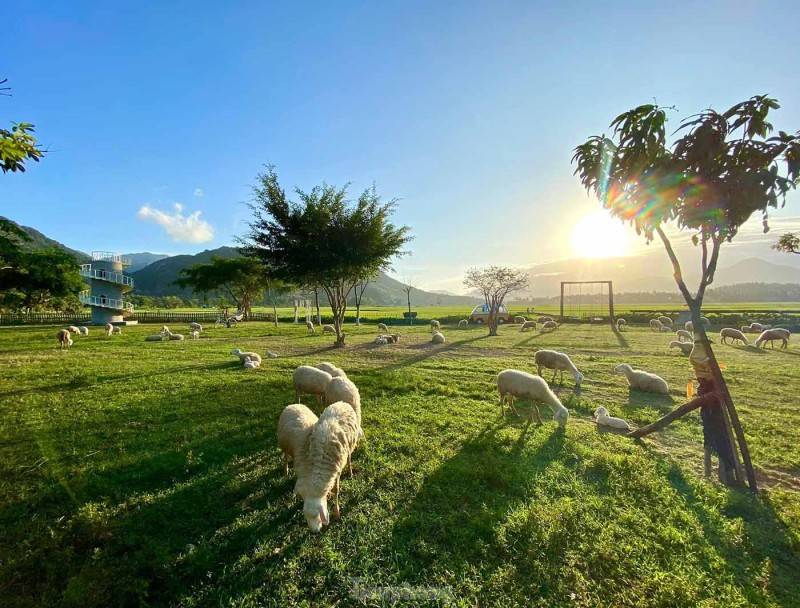 Top 3 Đồng cừu Ninh Thuận với cảnh sắc yên bình bạn không nên bỏ lỡ