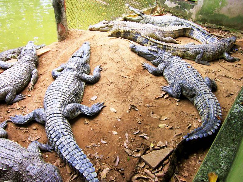 Trại Cá Sấu Long Xuyên, khám phá vương quốc của loài động vật kỳ thú