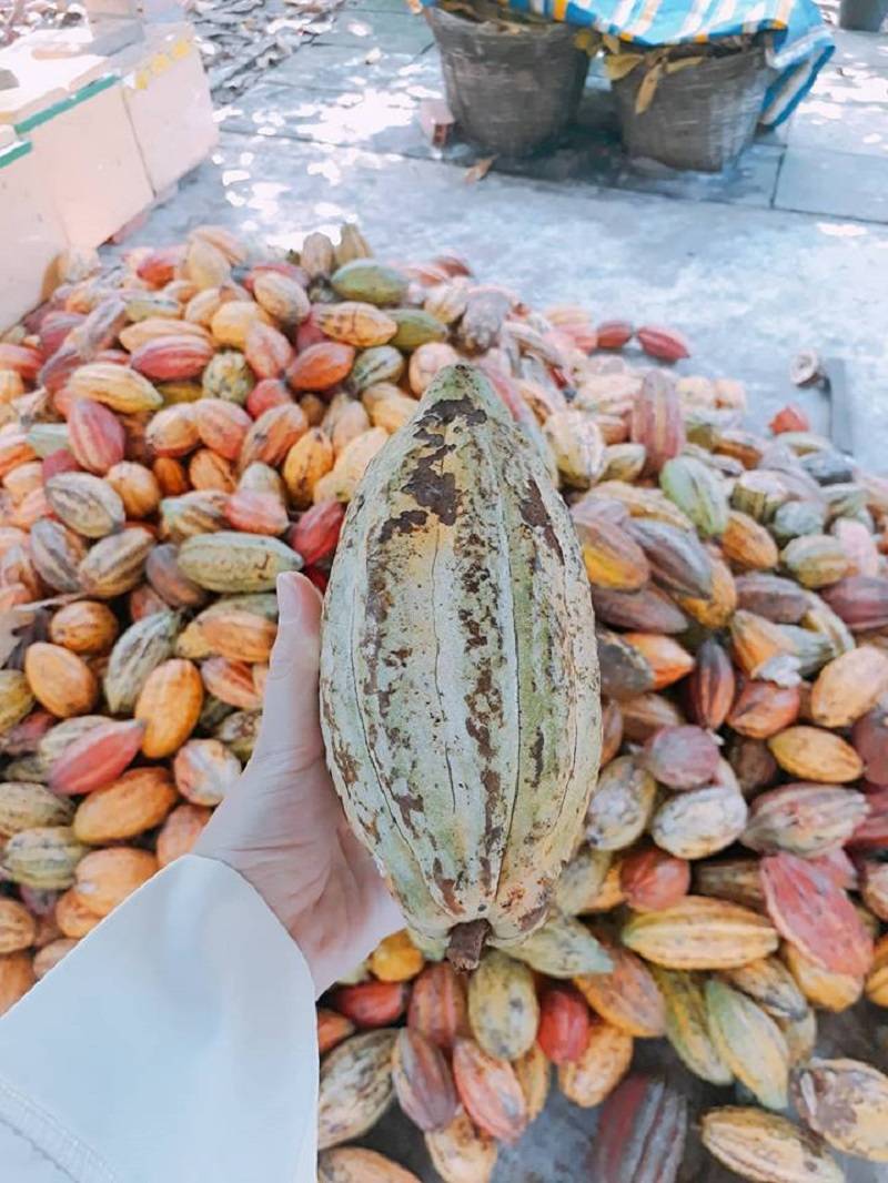 Trải nghiệm bao điều mới mẻ tại Vườn cacao Mười Cương Cần Thơ