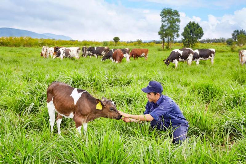 Trải nghiệm tại nông trại đạt chuẩn châu Âu Vinamilk Organic Milk Farm