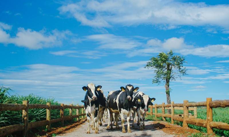 Trải nghiệm tại nông trại đạt chuẩn châu Âu Vinamilk Organic Milk Farm