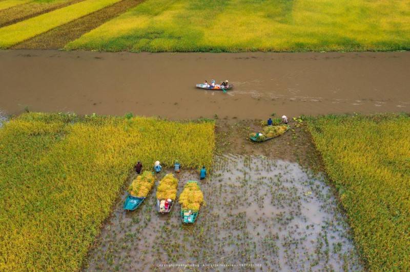 Tự hào 'Sắc vàng Tam Cốc', lá cờ hội bằng lúa lớn nhất Việt Nam