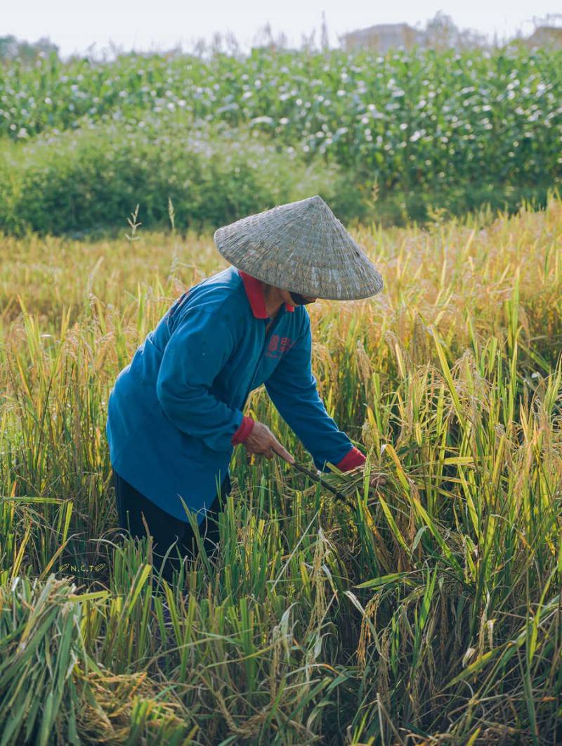 Vẻ đẹp của Làng cổ Đường Lâm trong mùa thu hoạch vụ lúa hè thu