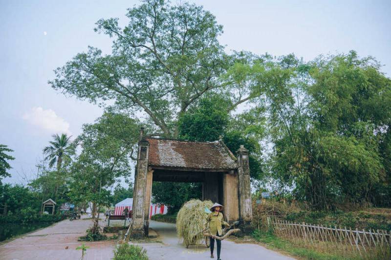Vẻ đẹp của Làng cổ Đường Lâm trong mùa thu hoạch vụ lúa hè thu