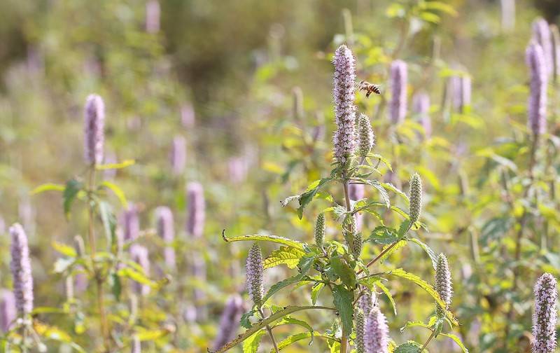 Về mùa hoa bạc hà Hà Giang thu hoạch mật ong rừng nguyên chất