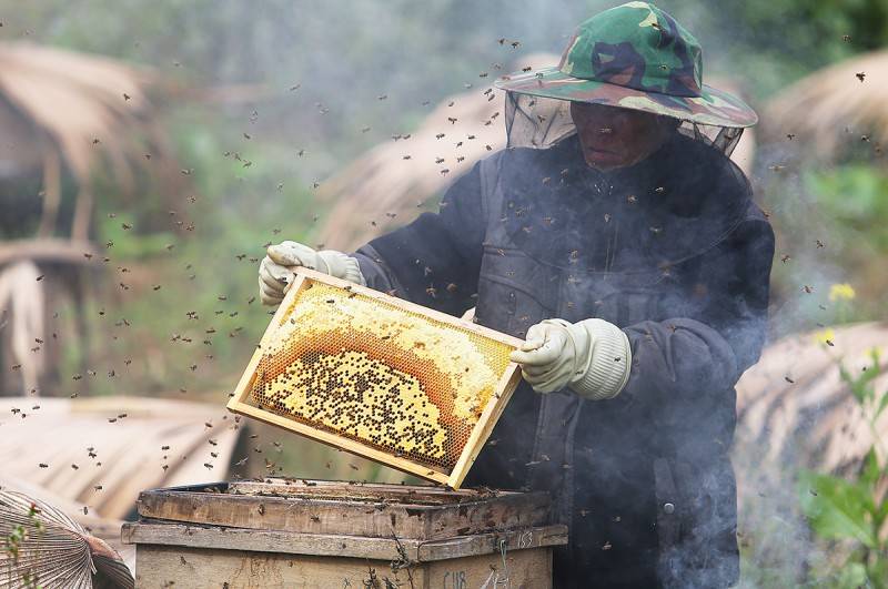 Về mùa hoa bạc hà Hà Giang thu hoạch mật ong rừng nguyên chất