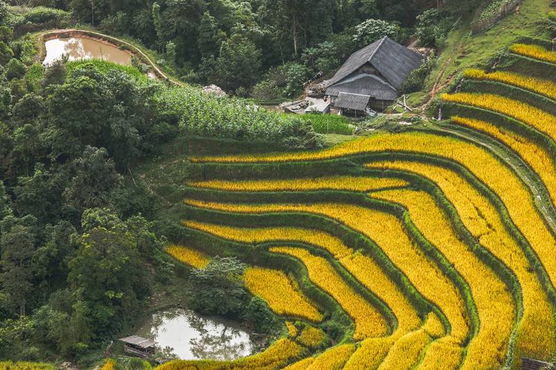 Về Nậm Ty mùa lúa chín tại Hoàng Su Phì