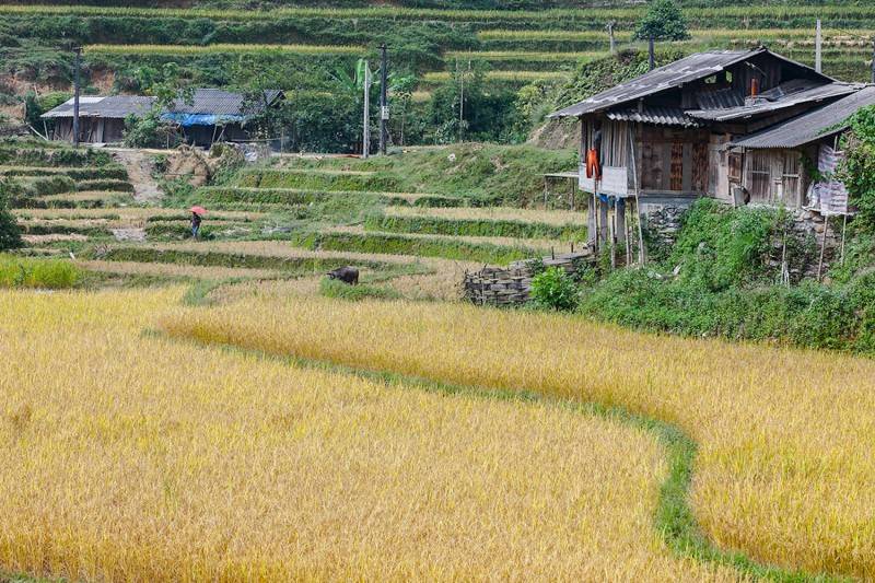 Về Nậm Ty mùa lúa chín tại Hoàng Su Phì