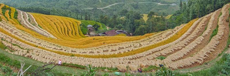 Về Nậm Ty mùa lúa chín tại Hoàng Su Phì