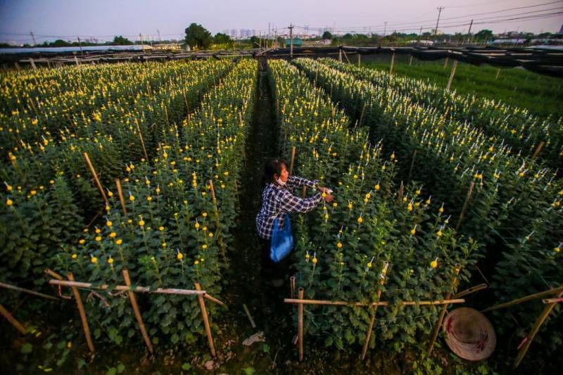 Về thăm lại làng hoa Tây Tựu - Làng hoa cửa ngõ của Thủ đô