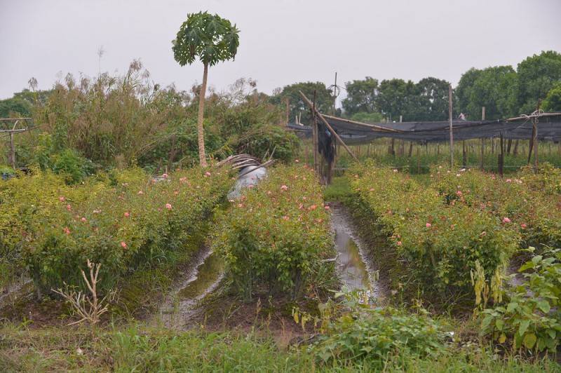 Về thăm lại làng hoa Tây Tựu - Làng hoa cửa ngõ của Thủ đô