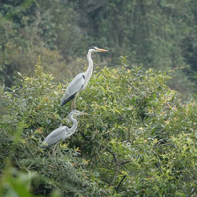 Vườn chim Thung Nham - Lạc vào vương quốc các loài chim ở Ninh Bình