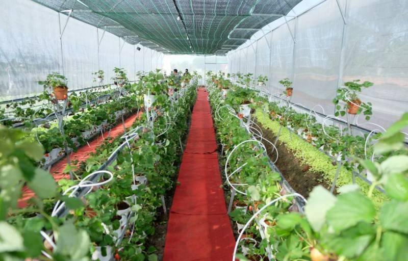 Vườn dâu tây Cà Mau Farm độc đáo như Đà Lạt thu nhỏ