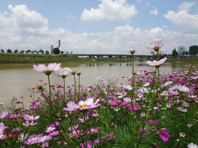 Vườn hoa Anh Việt đầy sắc màu bên dòng sông Đăk Bla hiền hoà