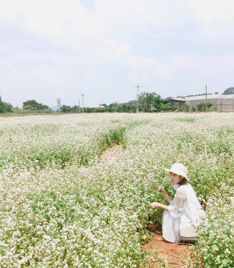 Vườn hoa tam giác mạch Tà Nung - Chiêm ngưỡng cánh đồng hoa khoe sắc tại Đà Lạt
